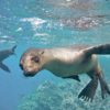 FOCA GALAPAGOS 2