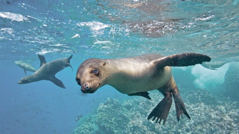 FOCA GALAPAGOS 2