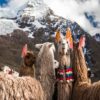 LLAMAS ECUADOR