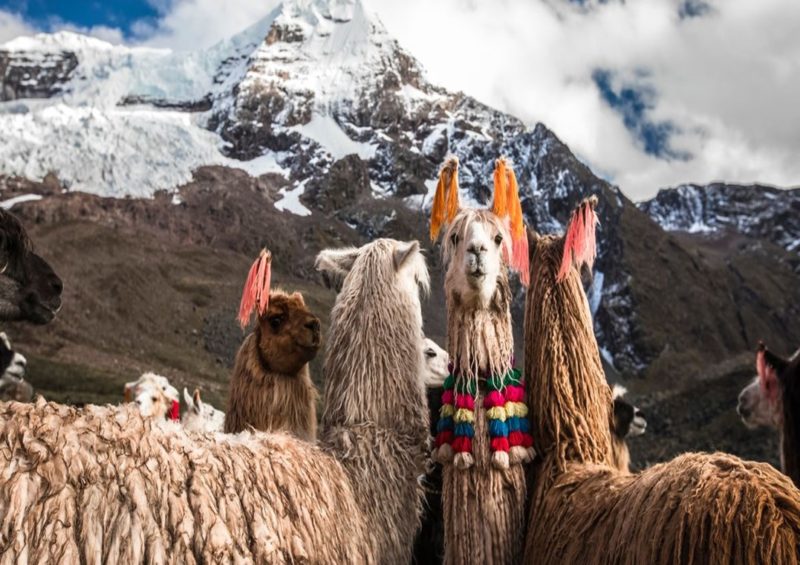 LLAMAS ECUADOR