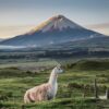 ecuador COTOPAXI