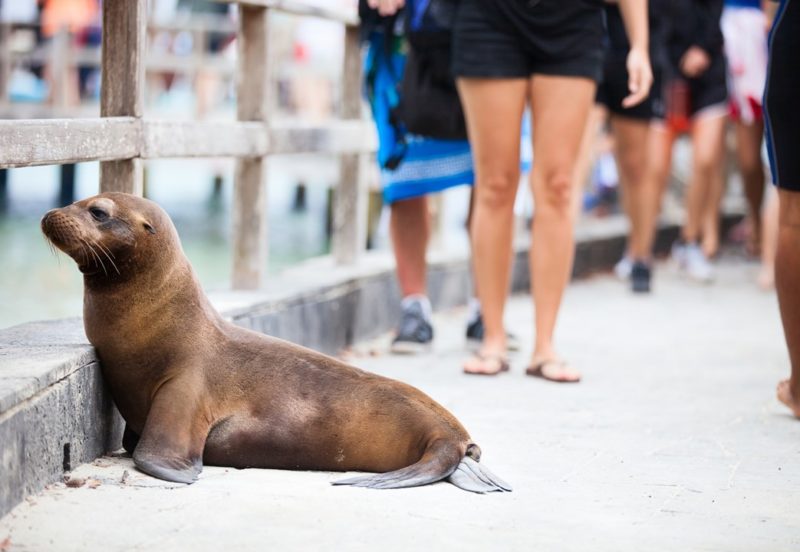 GALAPAGOS