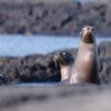 FOCA GALAPAGOS