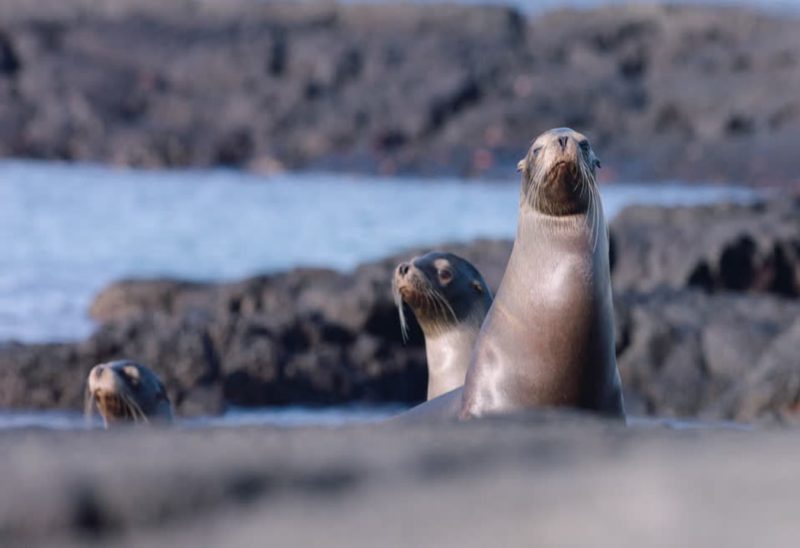 FOCA GALAPAGOS