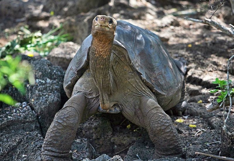 GALAPAGOS10