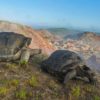 GALAPAGOS TARTARUGHE