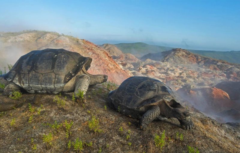 GALAPAGOS TARTARUGHE