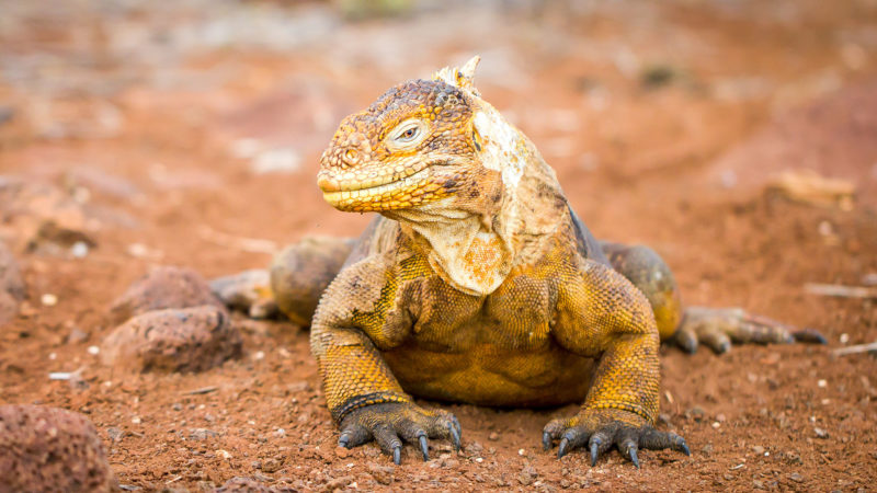 GARRAPATERO GALAPAGOS