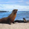 FOCA GALAPAGOS VIVAECUADOR