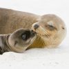 FOCAS GALAPAGOS