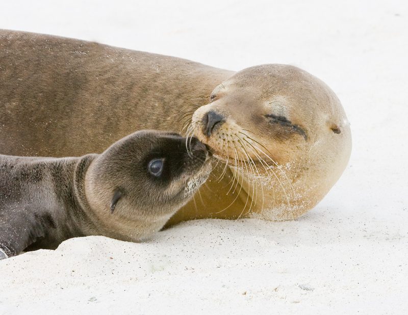 FOCAS GALAPAGOS