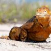 IGUANA GALAPAGOS VIVAECUADOR