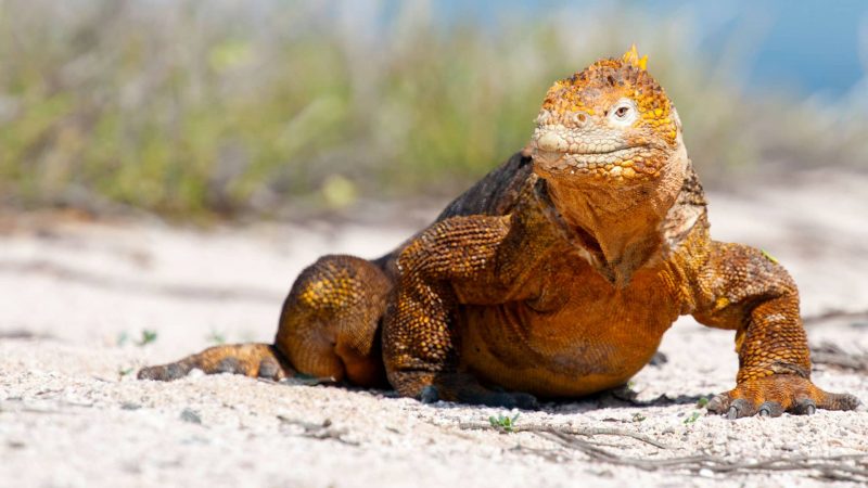 IGUANA GALAPAGOS VIVAECUADOR