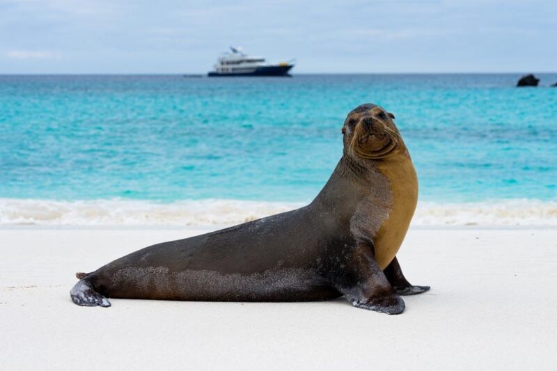Sea-Lion-Origin-Galapagos