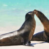 sea-lions-galapagos