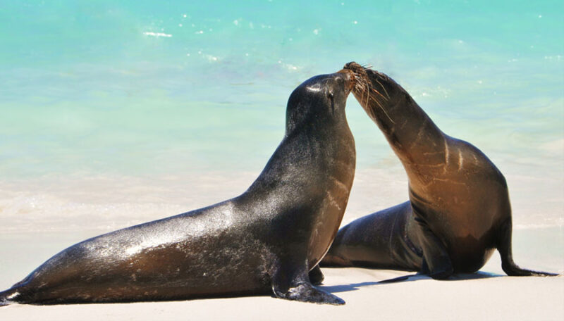 sea-lions-galapagos