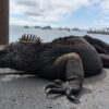 iguana