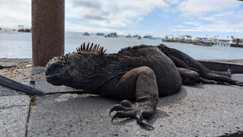 iguana